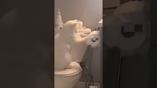кот и туалетная бумага