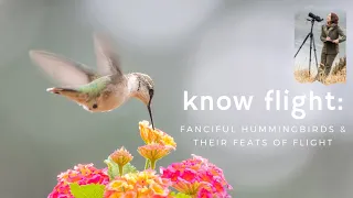 Know Flight: Fanciful Hummingbirds and Their Feats of Flight