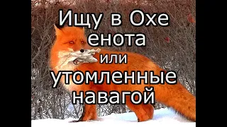 Ищу в Охе енота или утомленные навагой