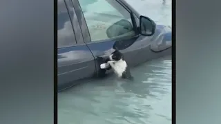 Video shows scared cat hanging on car door, rescued by officials in Dubai