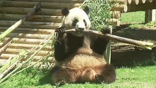 Madrid Zoo Facilitates Panda Match-Making Breeding and Reproduction Initiative