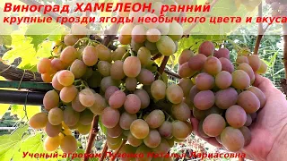 Виноград Хамелеон ранний, крупные грозди, ягоды необычного цвета вкуса (Пузенко Наталья Лариасовна)