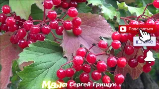 СЕРГЕЙ ГРИЩУК,,ОСТРОВ МОЕЙ ДУШИ,,МУЗЫКА ДЛЯ ДУШИ