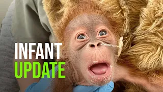 Video: Newborn Orangutan's Health Continuing to Improve