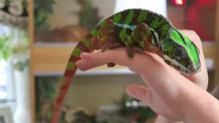 How To Handle Your Chameleon!