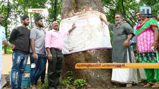 Mathrubhumi Seed gives new life to grand old mango tree | Mathrubhumi News