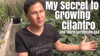 My Secret to Growing Cilantro & More Garden Q&A