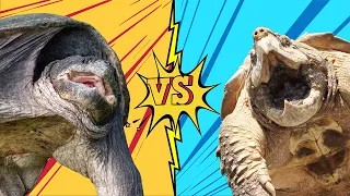 GIANT SNAPPING TURTLE VS HUGE ALLIGATOR SNAPPER! TURTLE RESCUE!