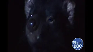 It has a bad reputation: this is the Tasmanian devil, which lives in Australia (FULL DOCUMENTARY)