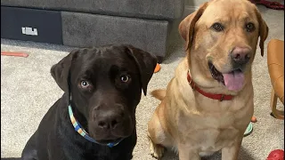 Phantom & Flash - D Lab-Bros waiting for munching treats #dogstories #labradors #dog