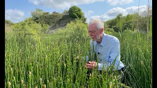 Horsetails with John Feehan, Wildflower of Offaly series