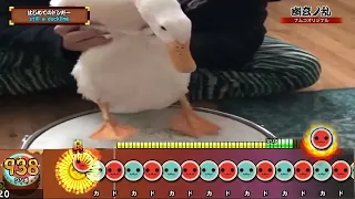 Duck Plays the Hardest Song in Taiko Drum Master