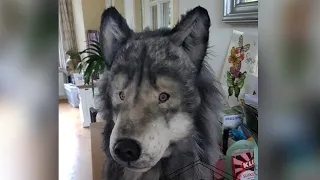 how to make a realistic wolf mask fursuit diy