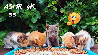 Kittens 😻 Eating Dry Food with Canned Food 4K /asmr cat eating 33