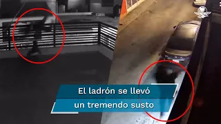 ¡Le salieron los perros! Caninos frustran robo y ladrón se avienta desde la azotea