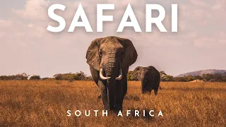 South Africa, safari in Africa | Addo Elephant Park