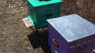 Любопытные пчёлы в холодную погоду - апрель 2019