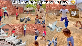 Mini zoo per kabutar chor diye 😍 ( Pigeons in mini zoo 🕊️)