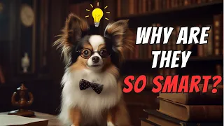 Papillon Facts: 10 "Smart Facts" You Should Know