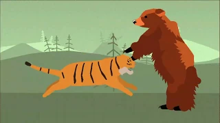 Grizzly Bear VS Siberian Tiger