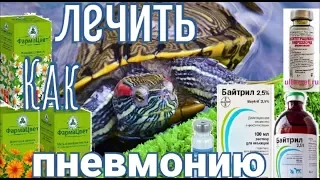 Как лечить пневмонию у красноухой черепахи. Черепаха не ест открывает рот