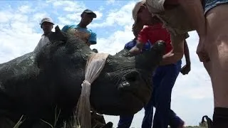 Protecting the world's rhinos - by chopping off their horns