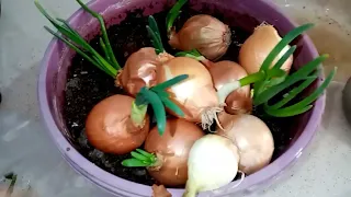 EVDE, YEŞERMİŞ KURU SOĞANLARI SAKIN ÇÖPE ATMAYIN { Growing fresh onions at home} SAKSIDA TAZE SOĞAN.