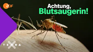 Blutsaugerin! - Darum stechen nur die weiblichen Mücken | Terra X plus