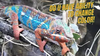 Masters of Disguise: The Fascinating World of Chameleons