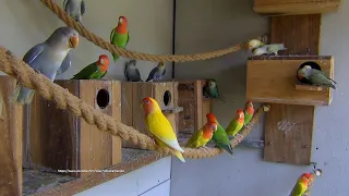 [LOVEBIRD TV] Peach-faced Lovebirds Aviary | Saturday Morning, April 16th, 2022