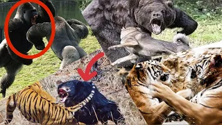 8 epische Tierkämpfe die auf Video festgehalten wurden