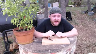 Homegrown Ghost Pepper (Bhut Jolokia) tasting