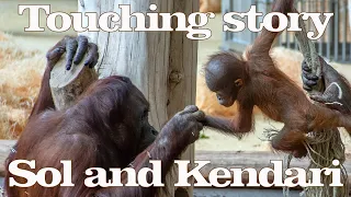 A heartwarming story about the friendship between baby Kendari and Auntie Sol#funny#orangutans#zoo