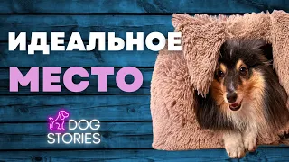 Место для собаки 🐕 Где лучше всего спать и отдыхать щенку дома 🐩 Как выбрать лежанку или подстилку 🐾