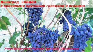 Виноград ЗАБАВА - стабильное плодоношение и приятный вкус. (Пузенко Наталья Лариасовна)