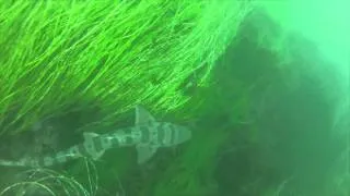 Saw a Leopard shark at Topanga Beach GoPro HERO2 HD