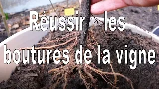 Vigne, Comment réussir le bouturage de la vigne