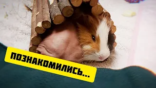 ПРАВИЛА ЗНАКОМСТВА МОРСКИХ СВИНОК 🐾 Яша впервые видит Пашу SvinkiShow