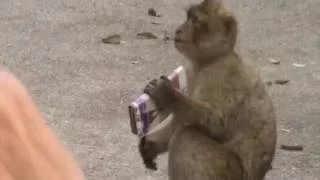Gibralta Barbary Macaques  Monkey steals Mobile Phone