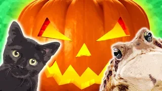 8 Halloween Animals | Animals for Kids | Wild Animals