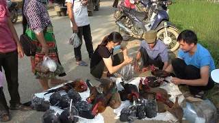 Selling wild chickens and birds at the market. Robert | Green forest life