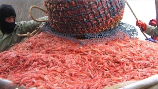 Вылов креветки и технология рыбообработки