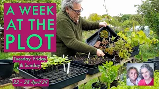 Potting Up Lidl 'Trio Lettuce' Rootball, Further Basil Sowing & Chat: AWATP, 22-28 April '24