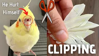 Clipping my Cockatiels Wings - I had No Choice