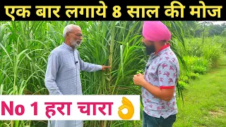 सम्पूर्णा घास एक बार लगाए आठ साल तक लगातार हरा चारा पाए| Napier grass farming 9350352605