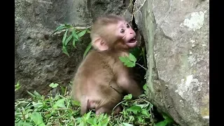 Baby monkey causing tantrums, because mom left