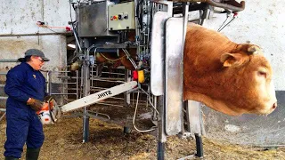 Amazing Modern Automatic Cow Farming Technology - Fastest Feeding, Cleaning and Milking Machines ▶3