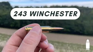 The 243 Winchester