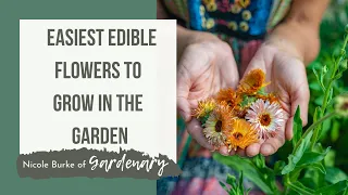 Easiest Edible Flowers to Grow in the Kitchen Garden