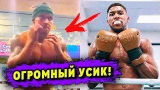 ОГРОМНЫЙ Александр Усик: набрал 15 кг перед реваншем с Энтони Джошуа!